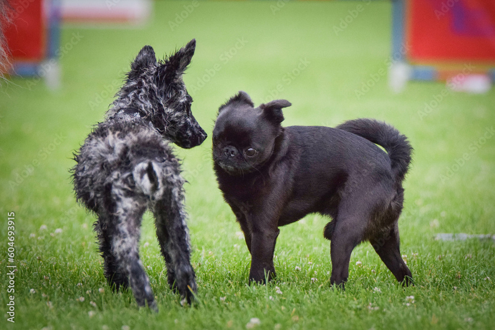 Obraz premium Dogs are playing outside in the grass. He is so crazy dog on trip.