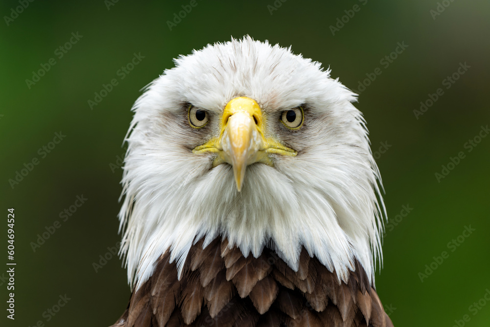 Obraz premium Portrait of an Bald eagle or American eagle (Haliaeetus leucocephalus) in the Netherlands