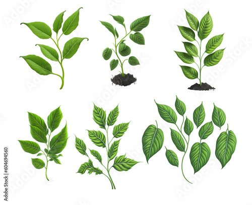 Green twigs of seedlings with green leaves. PNG illustration