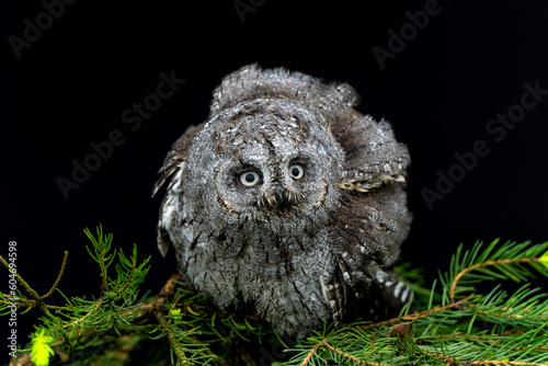 Eurasian scops owl (Otus scops) also known as the European scops owl or scops owl sitting on a branch in the Netherlands photo