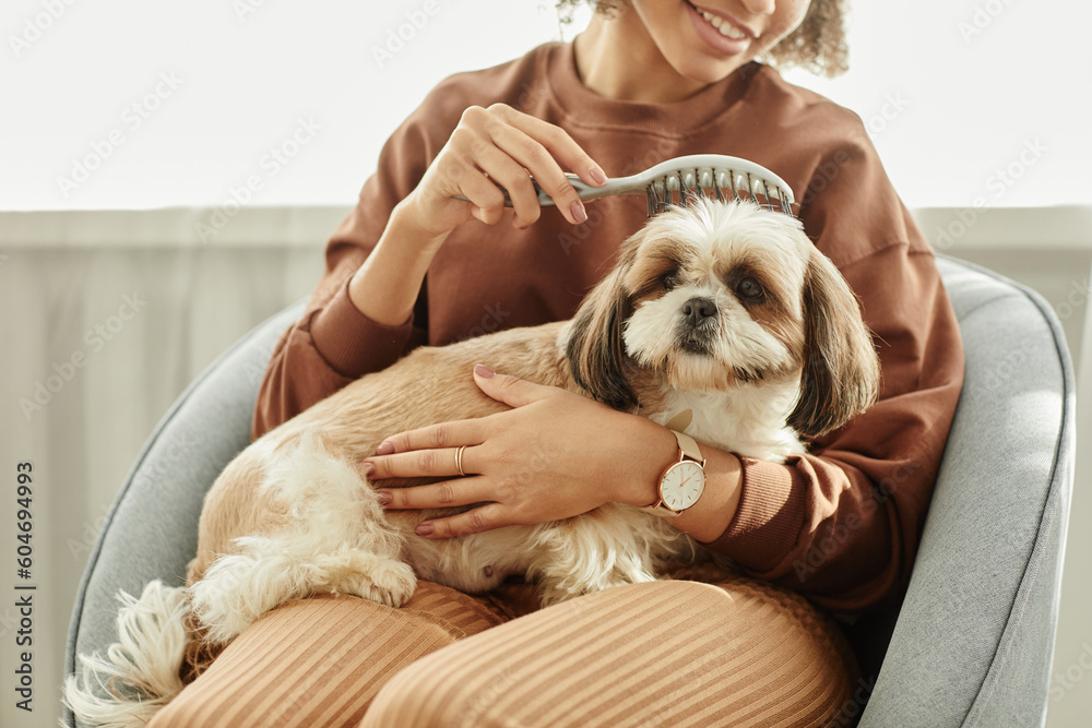 Portrait of cute long haired dog enjoying brushing and pet care while sitting in young womans lap Portrait of cute long haired dog enjoying brushing and pet care while sitting in young womans lap
