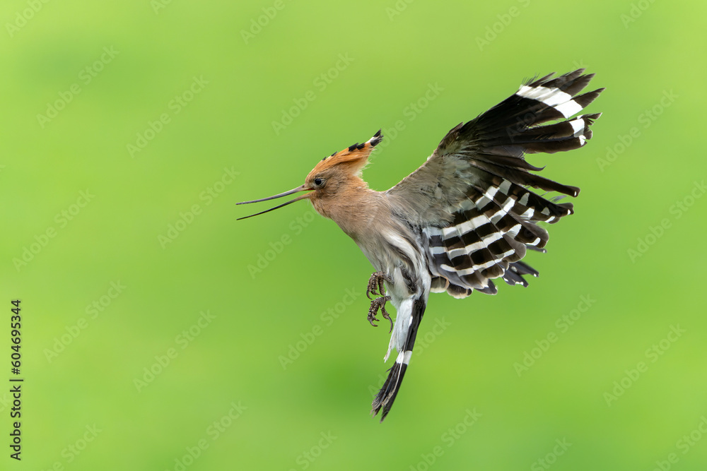 Eurasian hoopoe (Upupa epops) flying while searching for food in a meadow in the Netherlands Eurasian hoopoe (Upupa epops) flying while searching for food in a meadow in the Netherlands