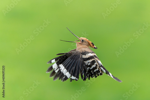 Eurasian hoopoe (Upupa epops) flying while searching for food in a meadow in the Netherlands