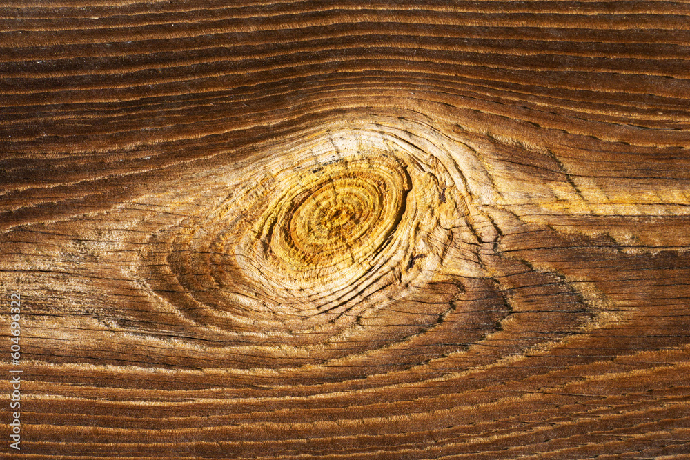 Fototapeta premium Single knot. Wood knot background. Closeup tree knot. Grunge wooden texture. Dry desk cracks pattern. Growth ring pattern. Tree cross section. Natural wooden board. Hardwood structure. Wood grain.