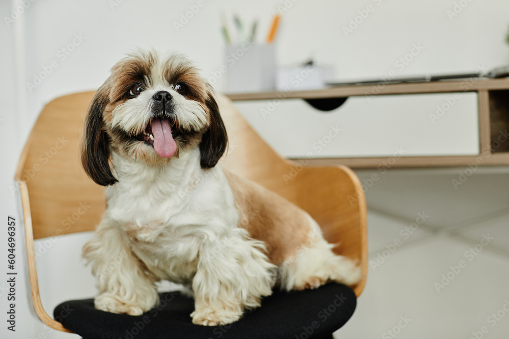 Portrait of cute long haired Shih Tzu puppy looking at camera sitting on chair, copy space Portrait of cute long haired Shih Tzu puppy looking at camera sitting on chair, copy space