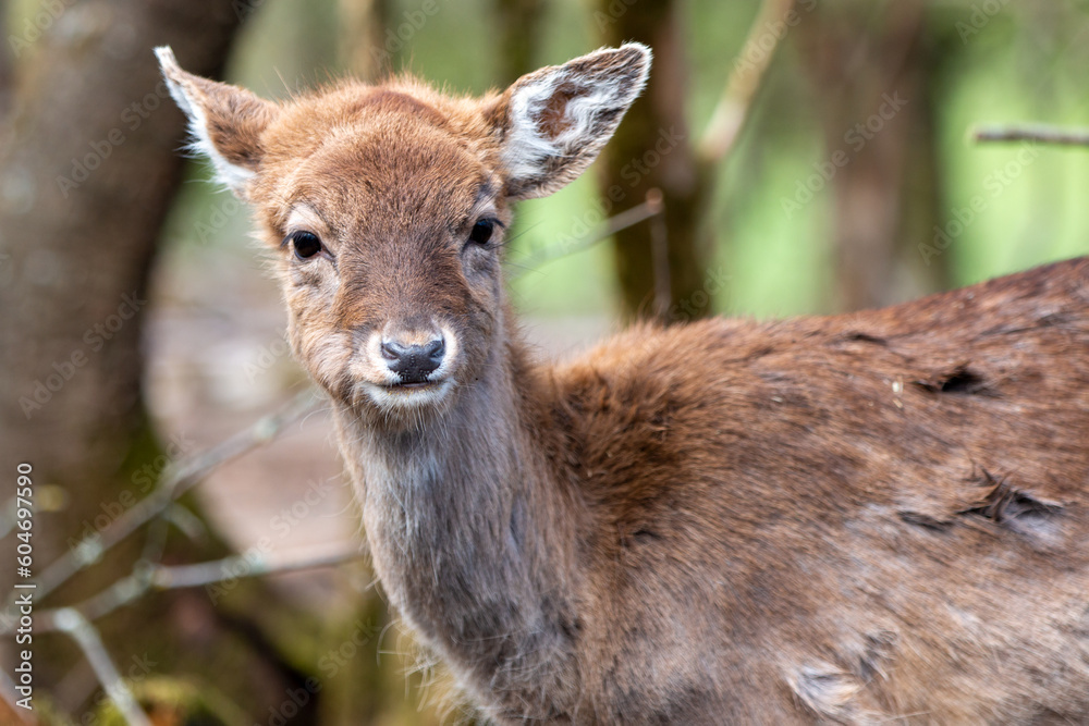 Fallow Deer (in german Damwild or Damhirsch) Dama dama Fallow Deer (in german Damwild or Damhirsch) Dama dama