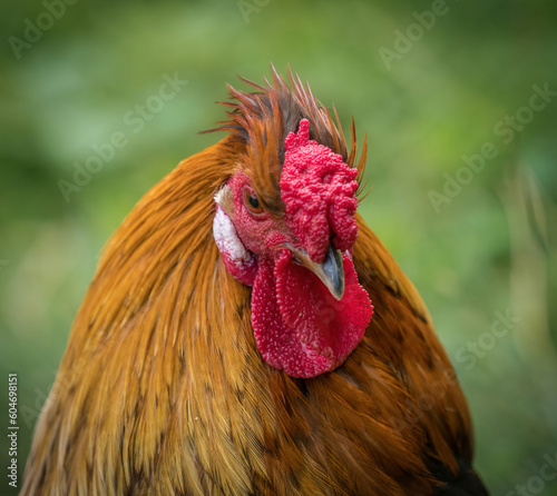 A bankiva chicken closeup in a falcrony in saarburg photo