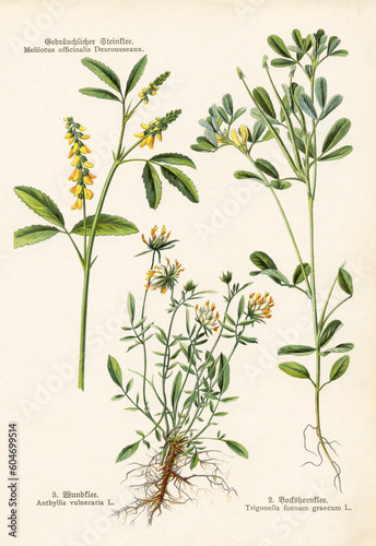 A sheet of antique botanical lithography from an old German book Krauterbuch, 1914 with images of plants. Copyright has expired on this artwork. Digitally restored.