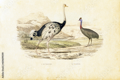 A sheet of antique engraving from  from the bookrelease is 1842-1844. with images of ostrich and cassowary. Copyright has expired on this artwork. Digitally restored.