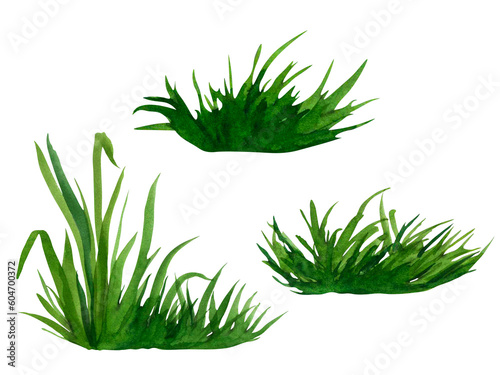 Watercolor hand drawn painting illustration fresh green grass isolated on a white background. Summer grassy element for design, nature landscape. Spring herb. Organic, bio, eco label and shape