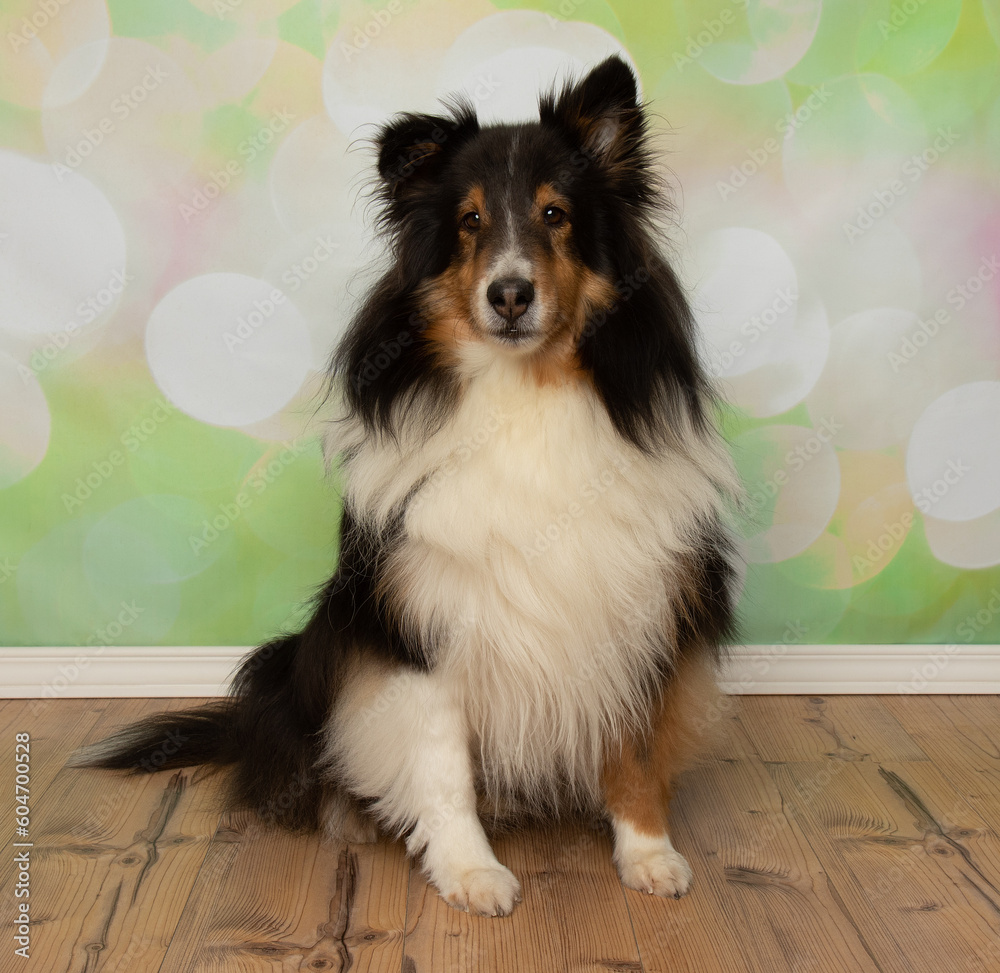 black brown and white shetland sheepdog puppy sitting down portrait