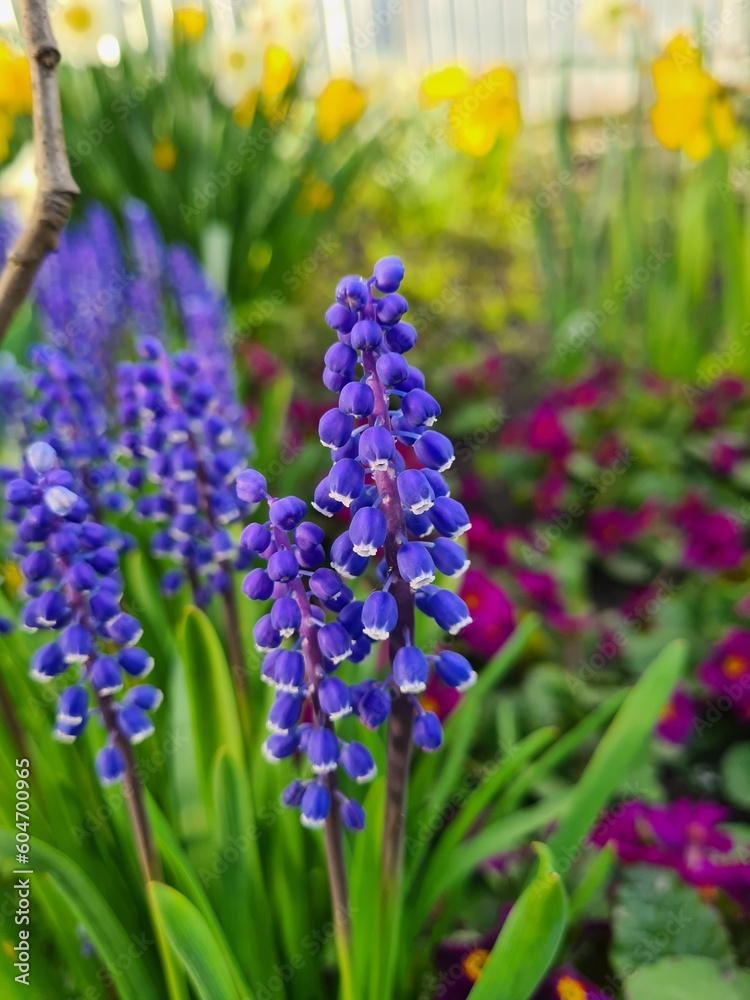 Obraz premium blooming blue muscari with green leaves