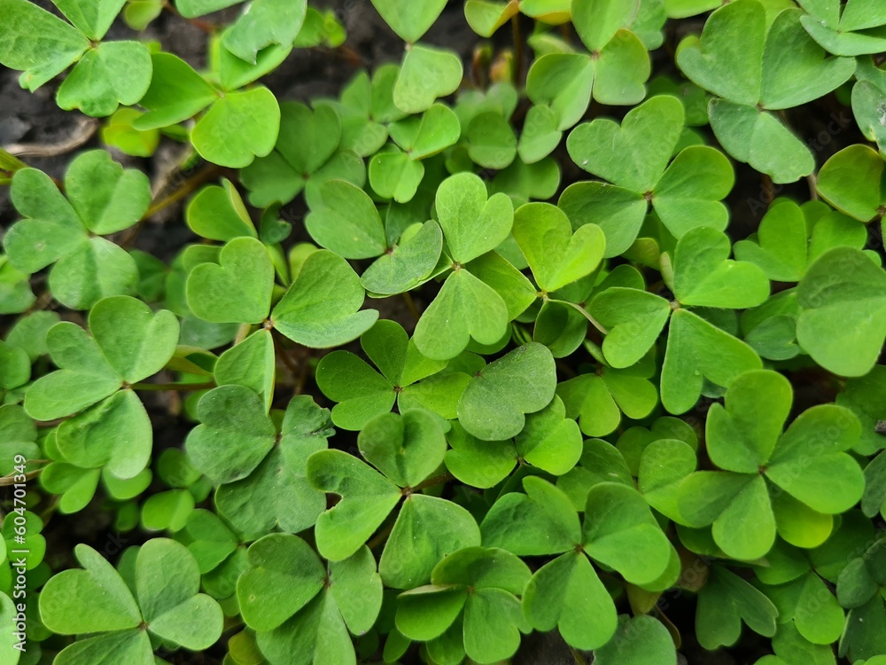 The green clover leaves close-up The green clover leaves close-up