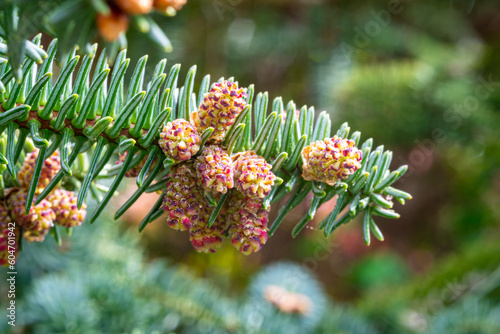 Branch of a silver fir full of pollen that can blow away