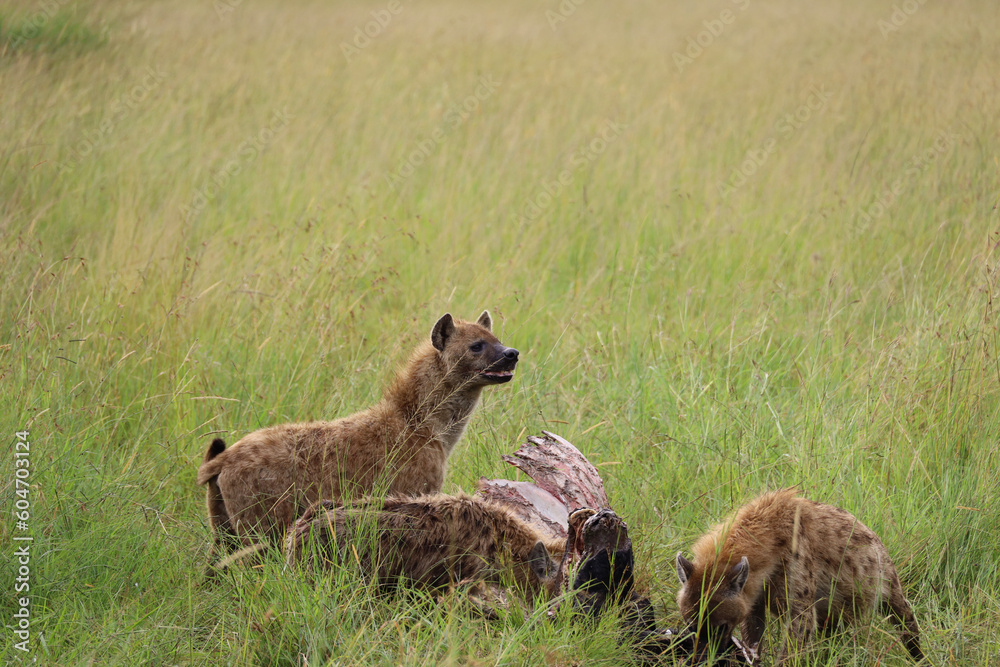 Fototapeta premium cheetah in serengeti
