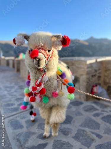 Portrait of a funny alpaca, Colca canyon, Peru  photo