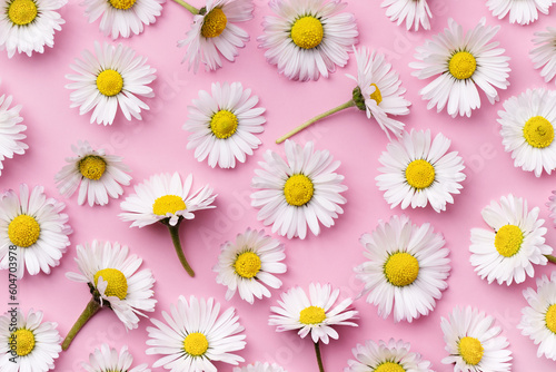 Chamomile pattern on pink background top view. Daisy flower pattern. Floral background.