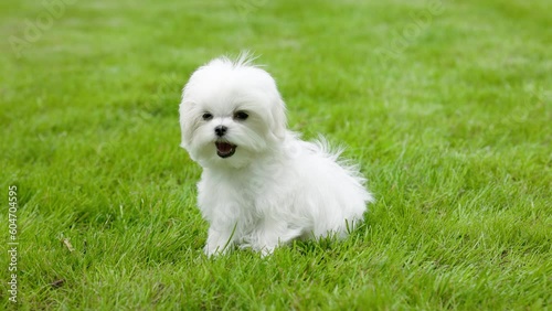 Cute white Maltese dog walks and rests in nature.
