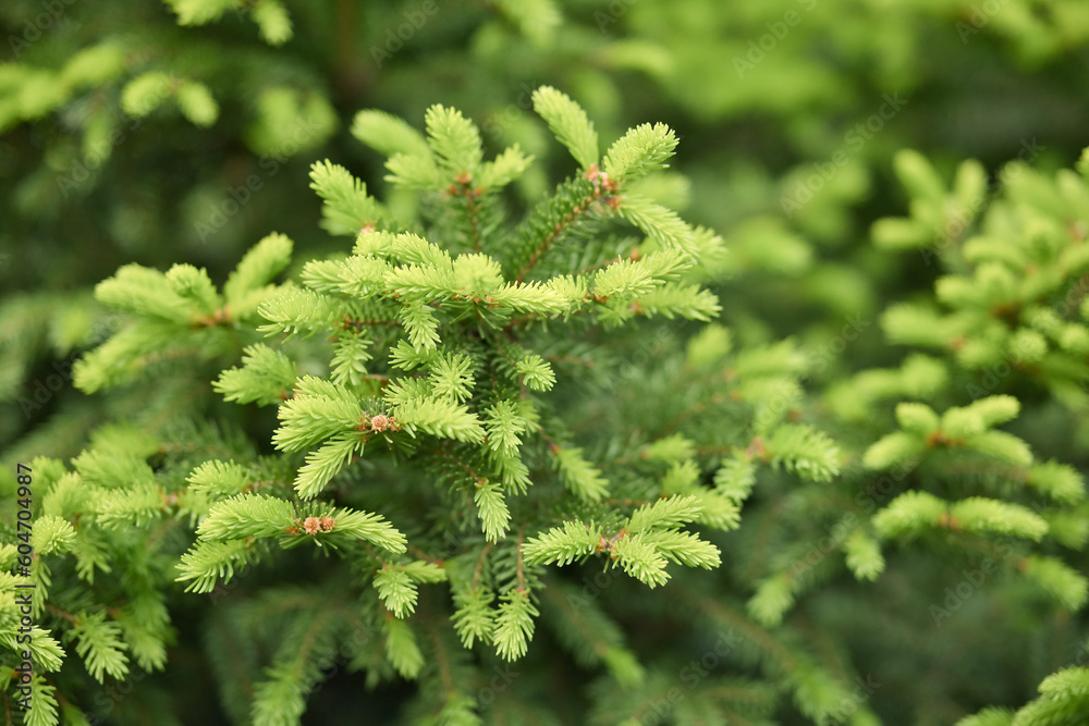Young branches of blooming fir tree in the forest. Spruce in spring. Close-up of fir-needle tree branches composition as a natural background texture. Young branches of blooming fir tree in the forest. Spruce in spring. Close-up of fir-needle tree branches composition as a natural background texture.