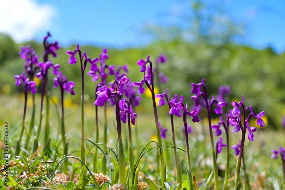 Orquídeas moradas en un prado verde junto a flores amarillas en primavera Orquídeas moradas en un prado verde junto a flores amarillas en primavera