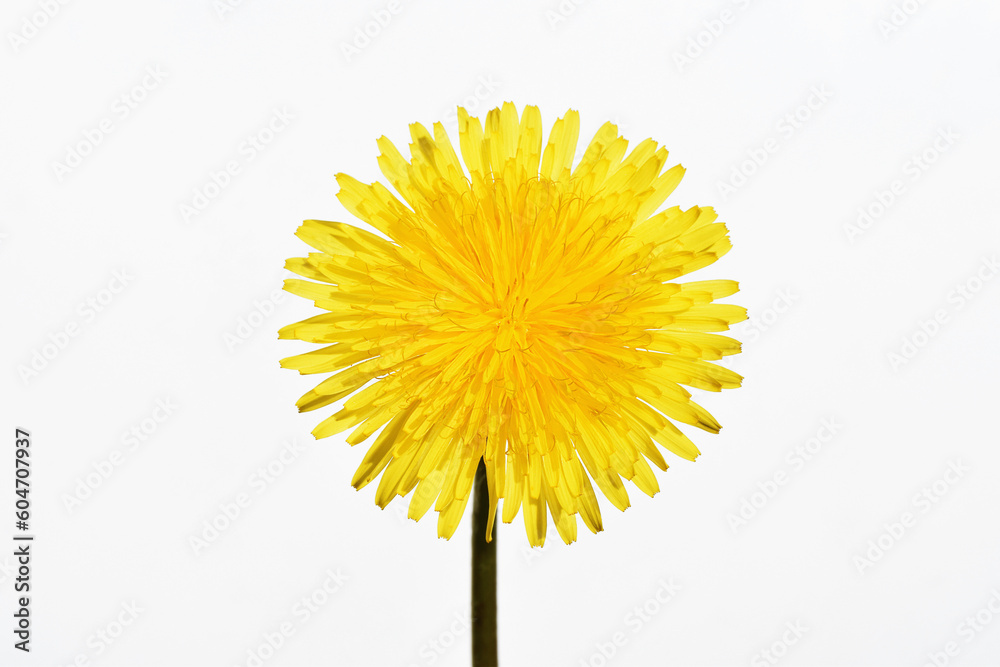 Fototapeta premium Dandelion flower isolated on white background, close up view