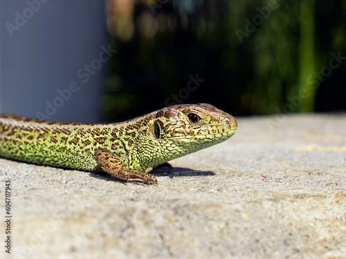 Sand lizard (Lacerta agilis) close up