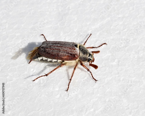 Male of cockchafer close up photo