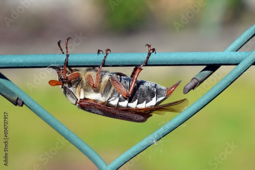 Male of cockchafer on a wire mesh of fence, close up view photo
