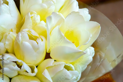 White tulips boquet, soft focus