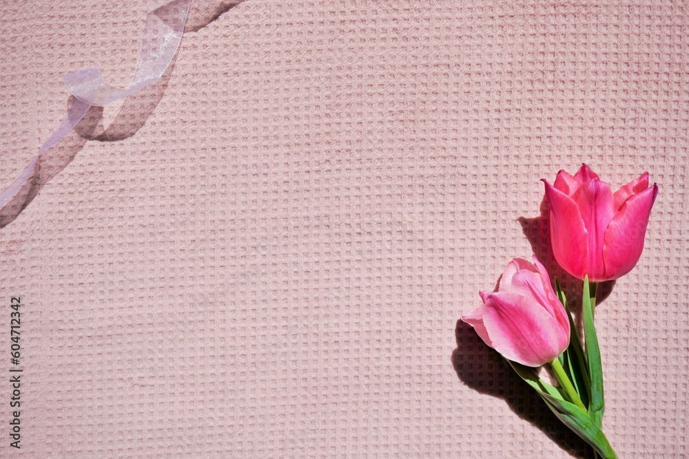 ピンク色の布背景にオーガンジーの白いリボンと濃い桃色のチューリップの花を飾ったフレーム背景素材