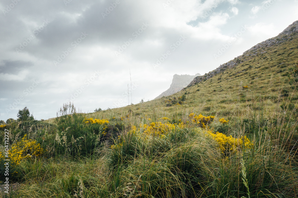 Paysage de la campagne de Majorque. Une colline et des fleurs dans la prairie aux baléares. Paysage de Majorque. Des nuages et une colline dans la campagne espagnole.
