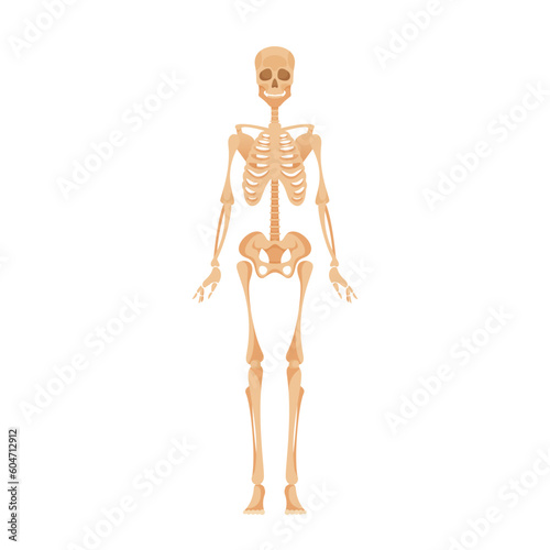 Skeletal System of Adult Human Body. Framework Of Bones Providing Support, Protection, And Movement, Vector Illustration