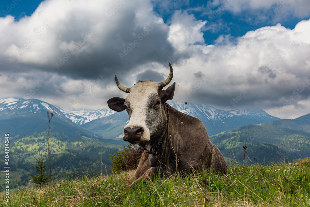 A trip through the spring mountains with a view of snow-capped peaks A trip through the spring mountains with a view of snow-capped peaks