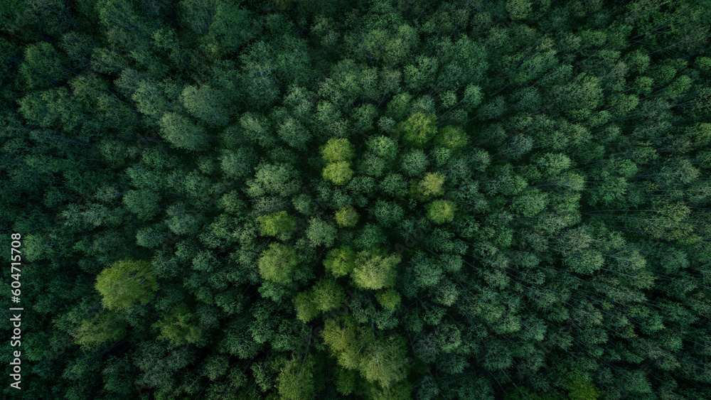Aerial view of green summer forest with spruce and pine trees forest view from above, aerial top view with copy space design for web banner
