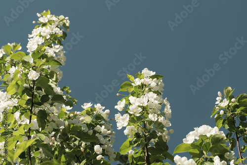 Flowering trees in the spring. Selective focus. spring background