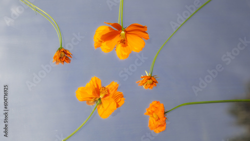 Dreamy Orange Flowers with Blue Sky Background