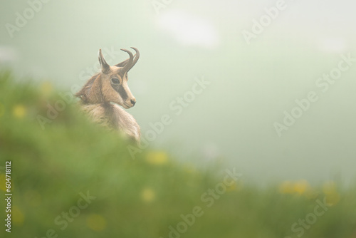 Photos chamois
