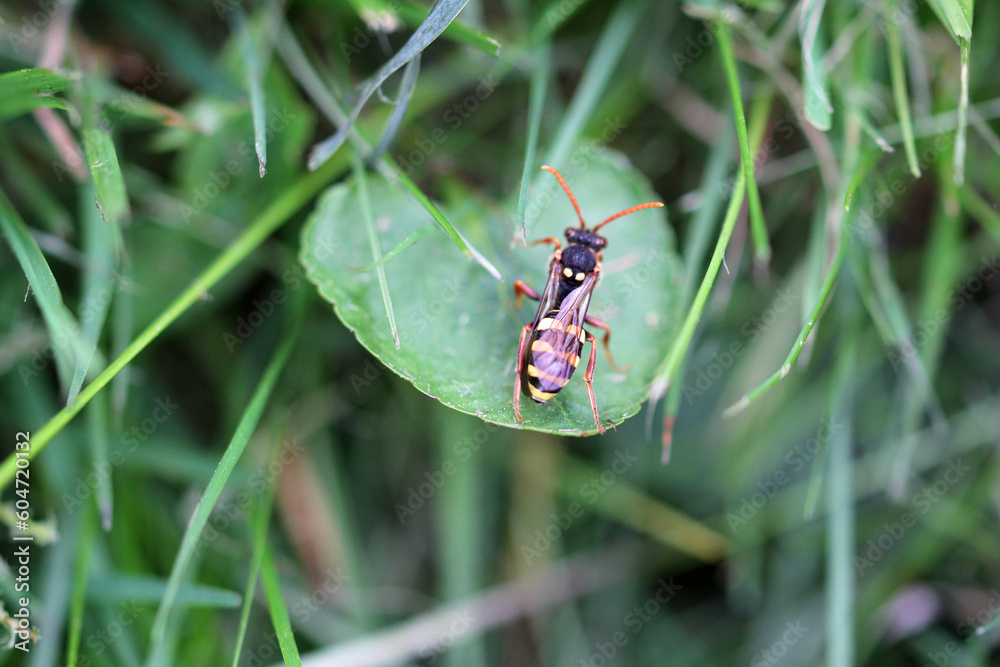 macro from a wild bee wasp macro from a wild bee wasp