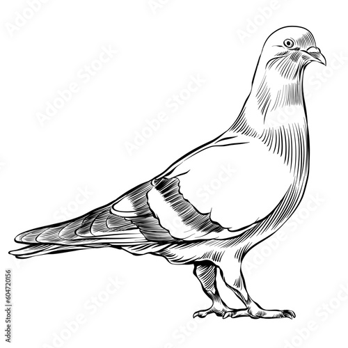 High detail realistic pigeon - outline - vector drawing sketch illustration