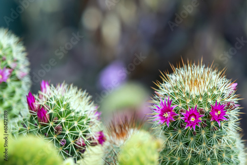Some blooming cacti full of many thin and sharp spikes © Toyakisfoto.photos