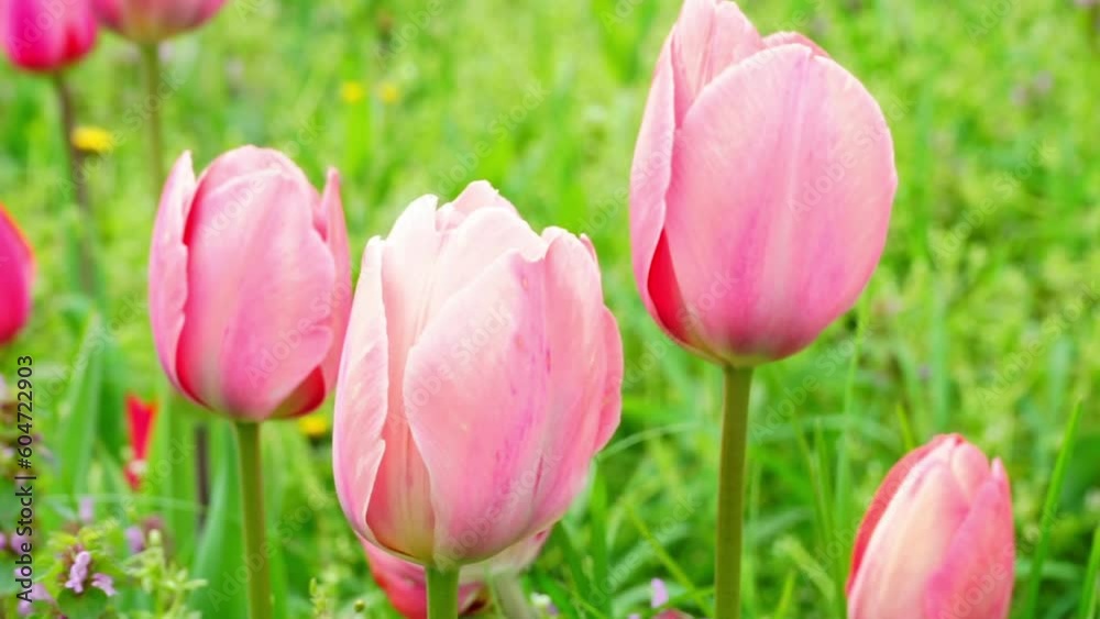 Pink coloured tulips flowers blooming in garden, heads swinging in slow wind, Tulip buds with selective focus. Natural landscape with spring flowers. World Tulip Day. Pink coloured tulips flowers blooming in garden, heads swinging in slow wind, Tulip buds with selective focus. Natural landscape with spring flowers. World Tulip Day.