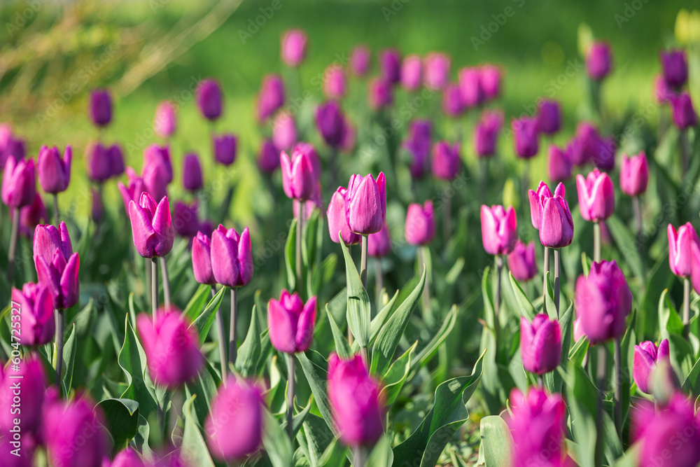 Purple tulips close-up. Flower festival. A blooming field of multicolored tulips in close-up as a concept of a holiday and spring. Purple tulips close-up. Flower festival. A blooming field of multicolored tulips in close-up as a concept of a holiday and spring.