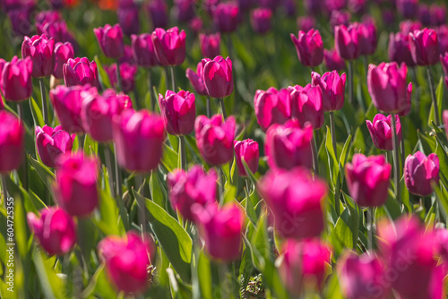 Purple tulips close-up. Flower festival. A blooming field of multicolored tulips in close-up as a concept of a holiday and spring. photo