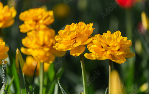 Yellow tulips close-up on a blurry background. Flower festival. A blooming field of multicolored tulips in close-up as a concept of a holiday and spring. Yellow tulips in the garden. 