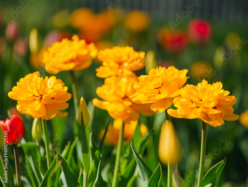 Yellow tulips close-up on a blurry background. Flower festival. A blooming field of multicolored tulips in close-up as a concept of a holiday and spring. Yellow tulips in the garden. 