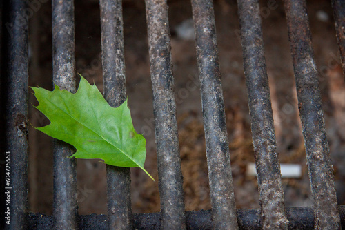 Single green leaf fallen on a camp stove