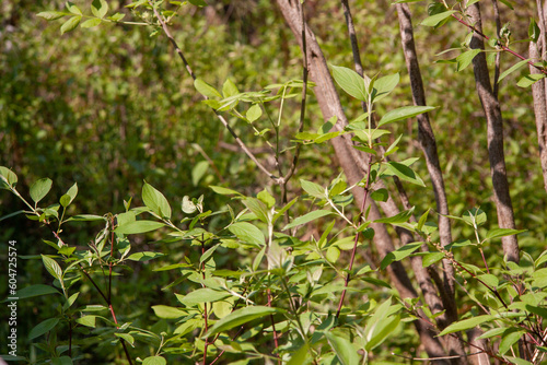 Small trees thriving in the summer sun