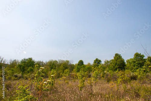 Field and sky under the summer sun