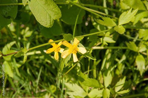 Yellow grewia thriving in the summer sun photo