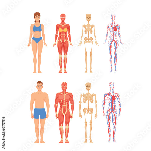 Anatomy of Adult Male and Female Characters Representing Skeletal, Muscular, Cardiovascular And Nervous